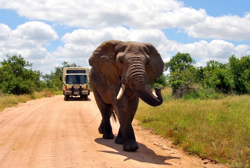 Elephant Grass Road Walk Wallpaper PNG Transparent Background