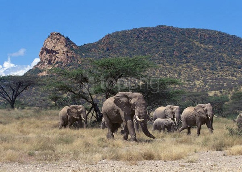 animals ,animal background