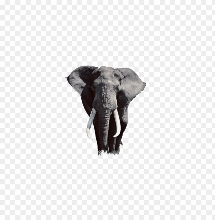 elephant,animals