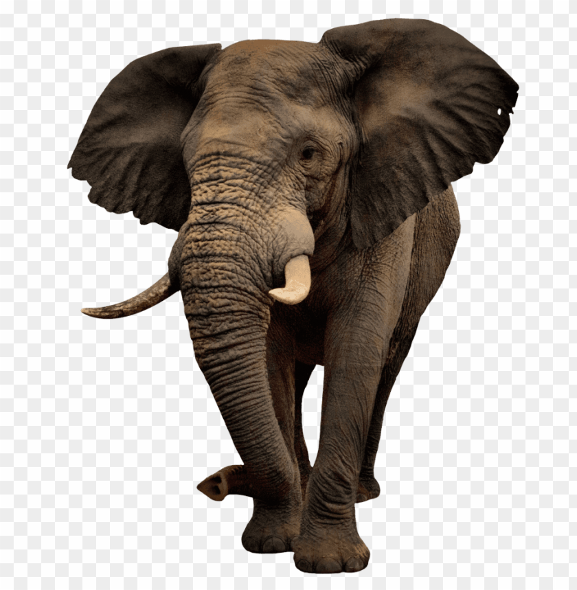 elephant,animals