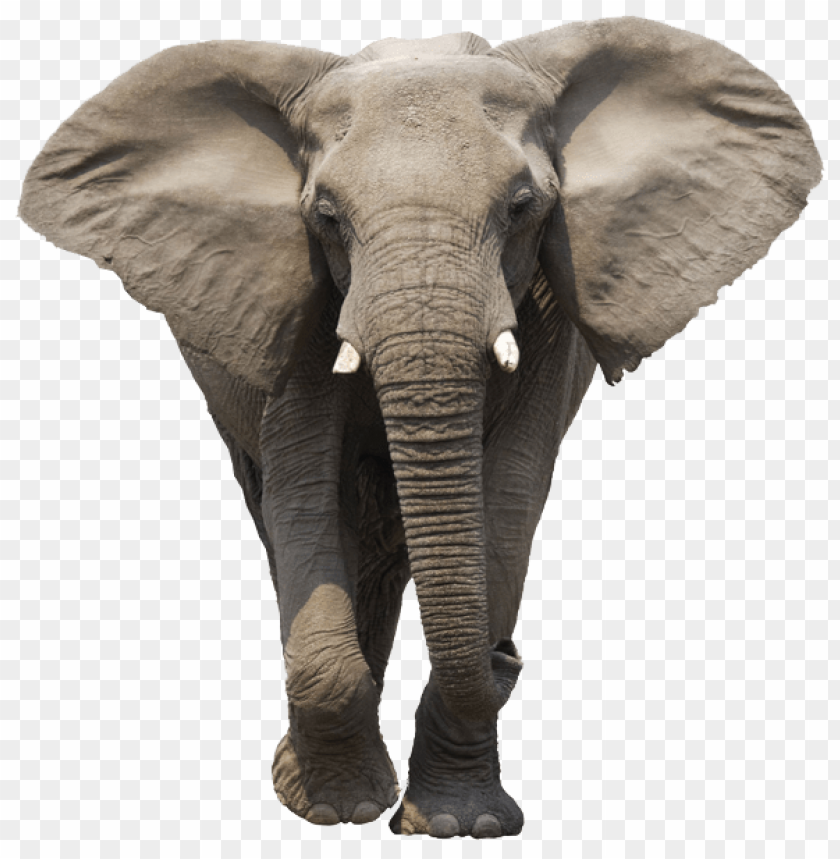 
elephant
, 
africa
, 
animal
, 
grey
, 
huge
, 
peaceful
, 
heavy
