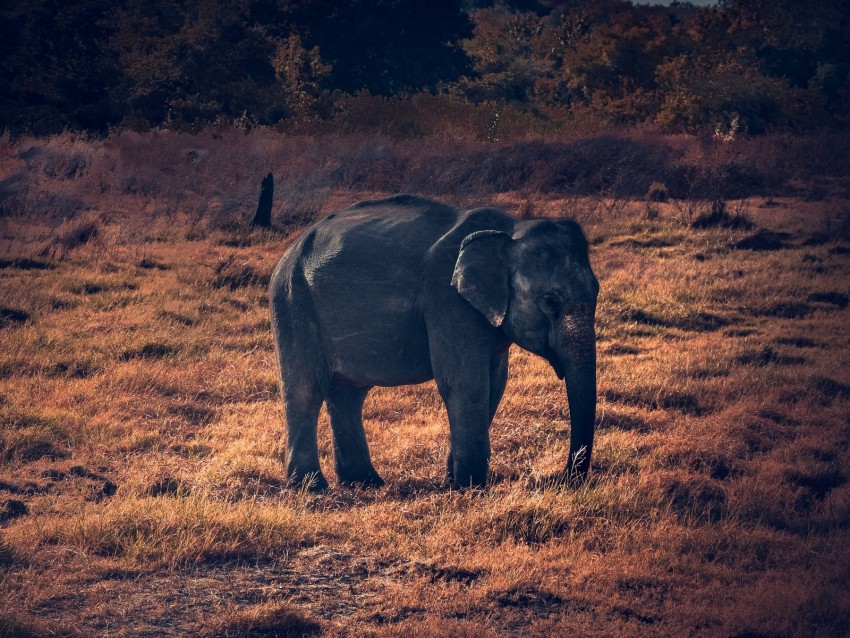 Elephant Wildlife African Elephant Background