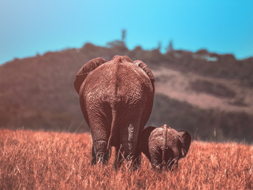 Elephants Elephant Cub Wildlife Animals Background