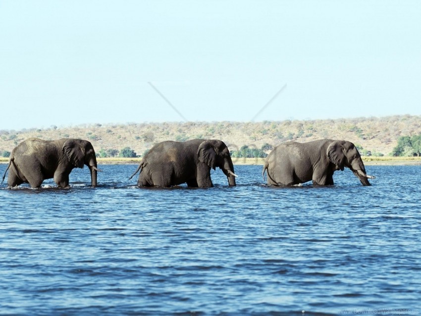 Elephants Sea Walk Water Wallpaper PNG Transparent Background