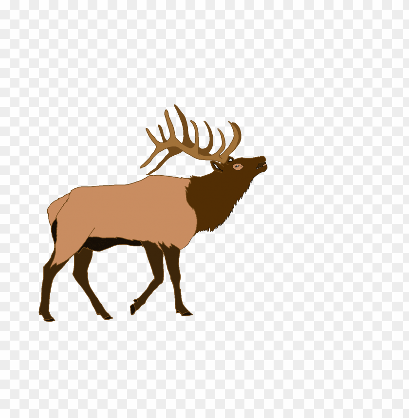 elk,moose,animals