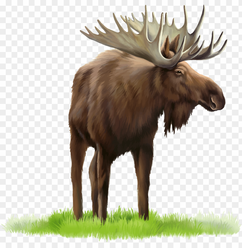 elk,moose,animals