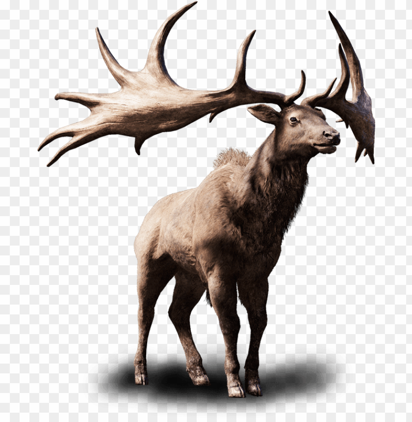 elk,moose,animals