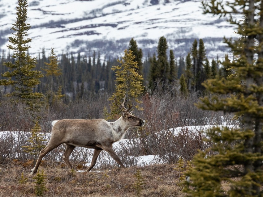 Elk Forest Wildlife Trees Bushes Background