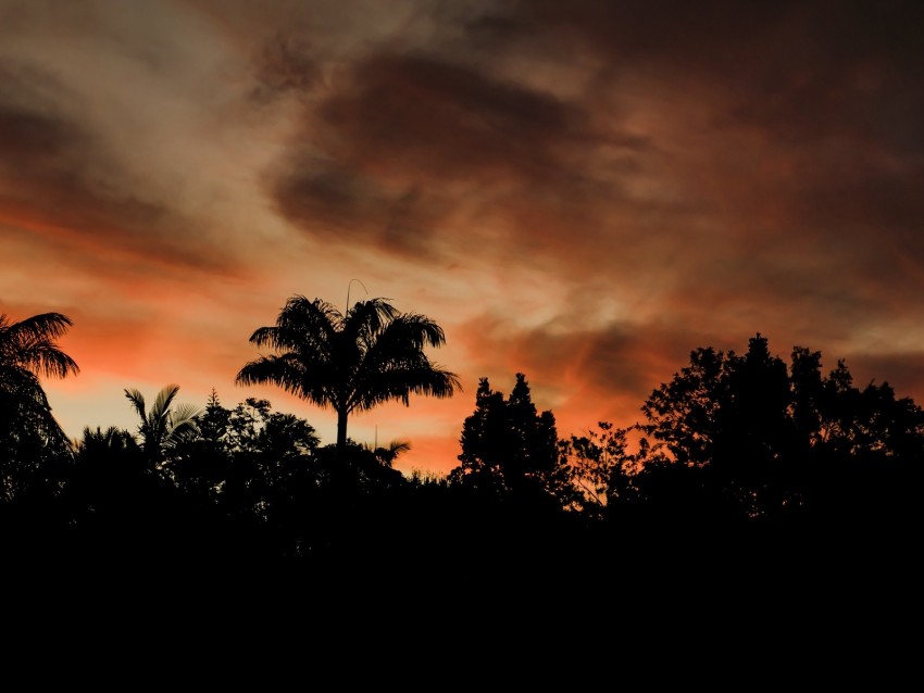 Evening Trees Outlines Dark Sunset Clouds Background