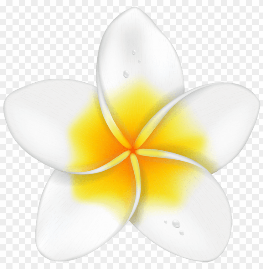 exotic flower plumeria