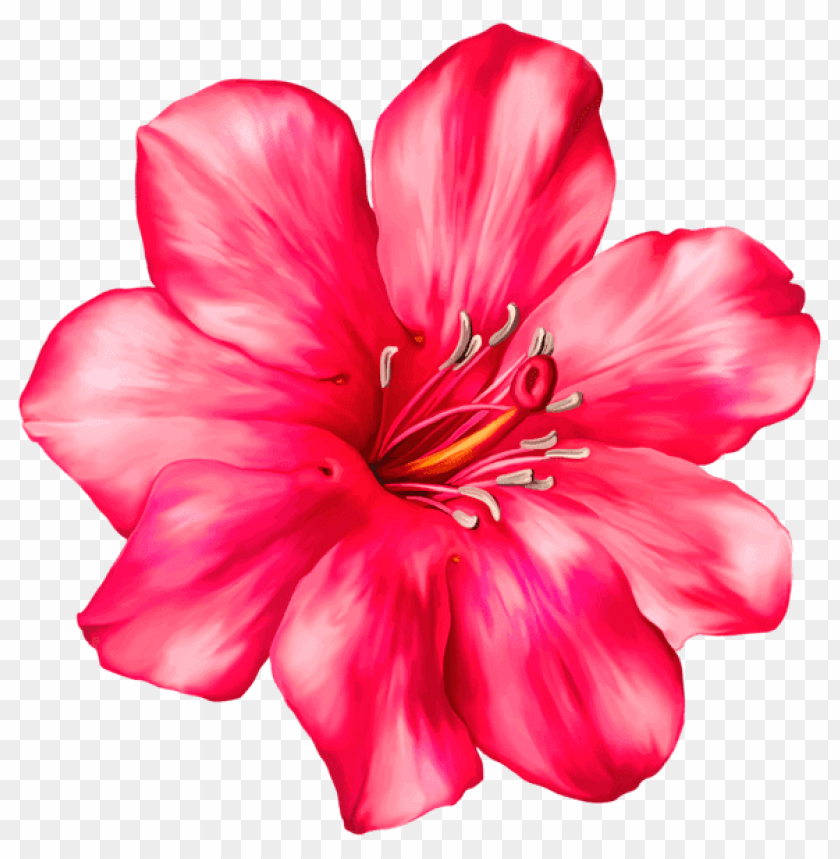 exotic pink flowerpicture