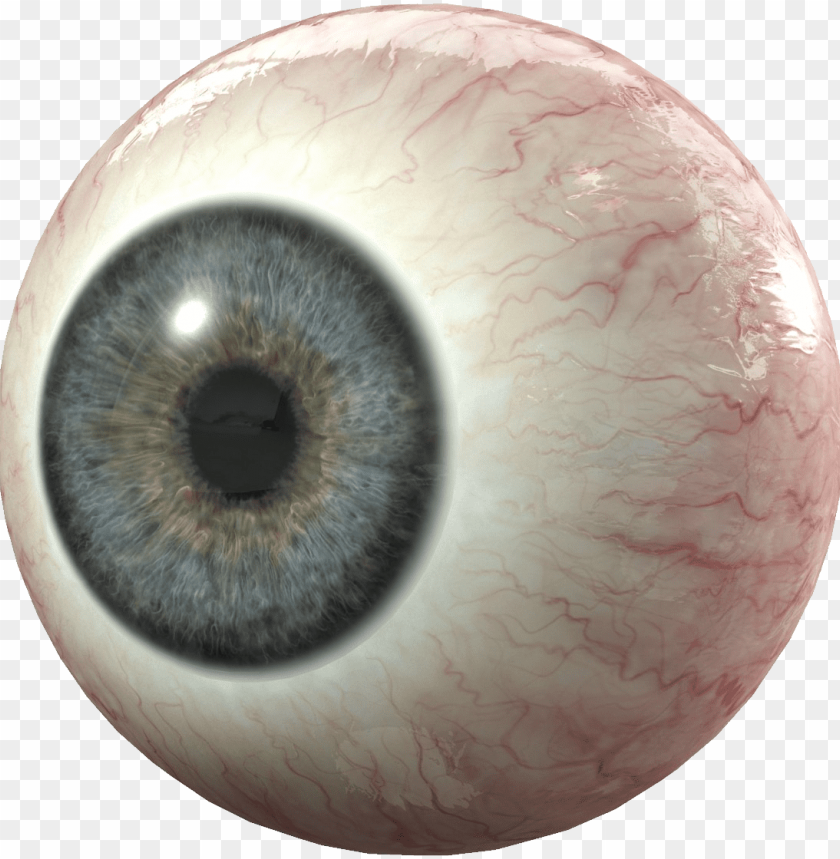 eye, iris, sclera, pupil, anatomy, human eye, vision