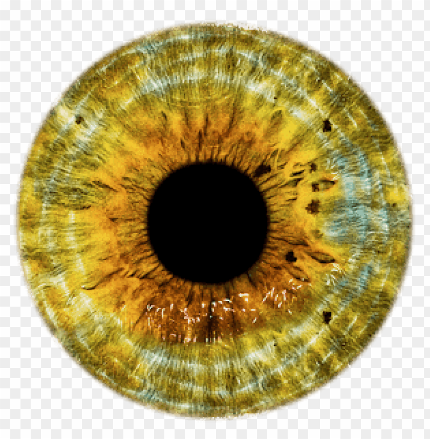 eye, iris, yellow, green, nature, texture, biology