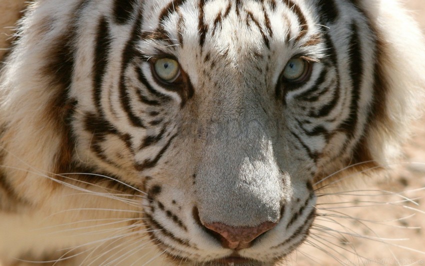 white tiger, big cat, wild animal, feline features, striped fur, animal eyes, nature beauty