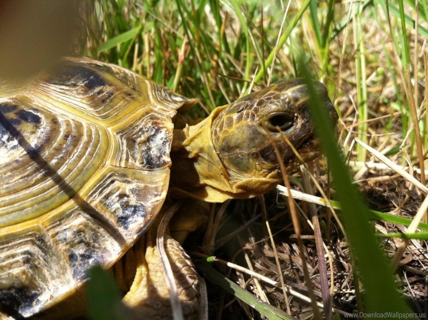 Eyes Grass Head Shell Turtle Wallpaper PNG Transparent Background