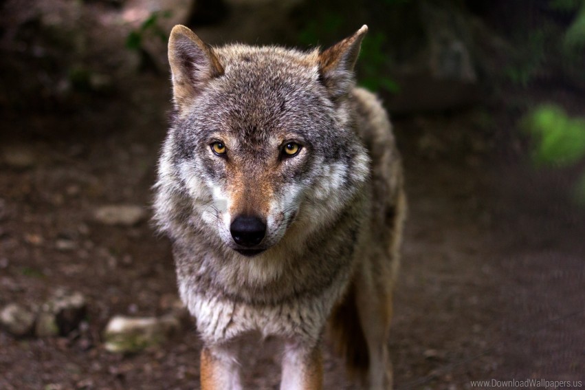 Eyes Predator Snout Wolf Wallpaper PNG Transparent Background