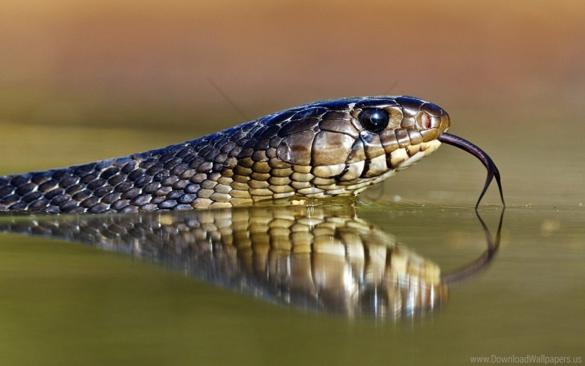 Eyes Snake Tongue Wallpaper PNG Transparent Background