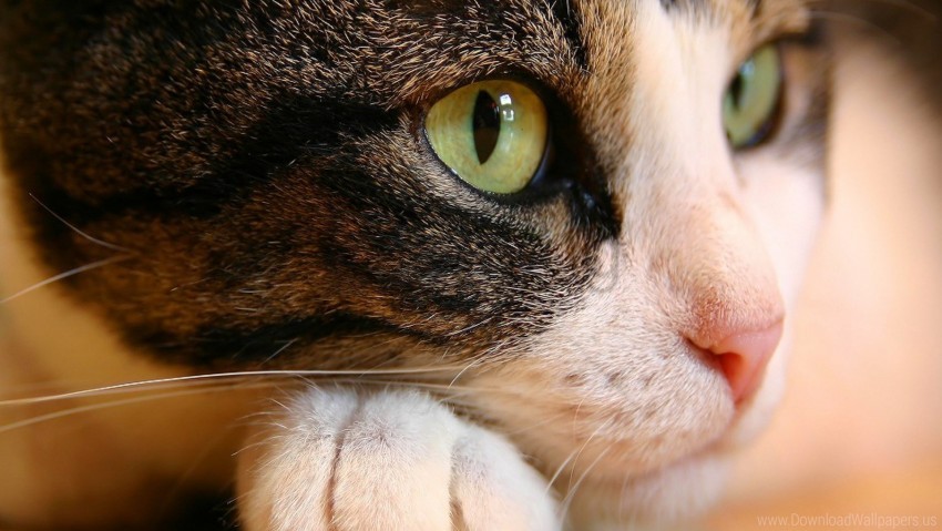 cat, pet, feline, animal, green eyes, domestic cat, whiskers