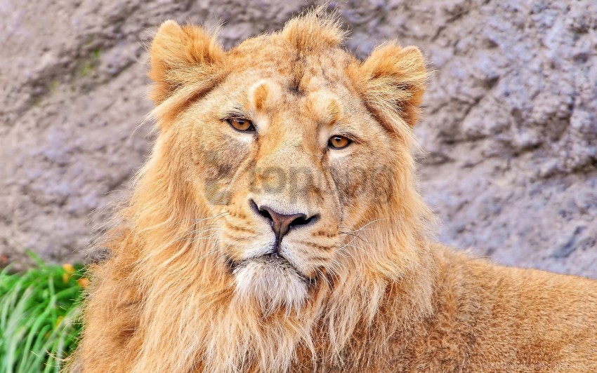 Face Hair Lion Predator Wallpaper PNG Transparent Background