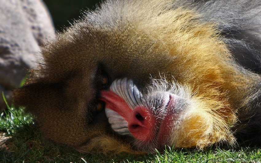 mammal, baboon, nature, wildlife, animal, grass, zoo