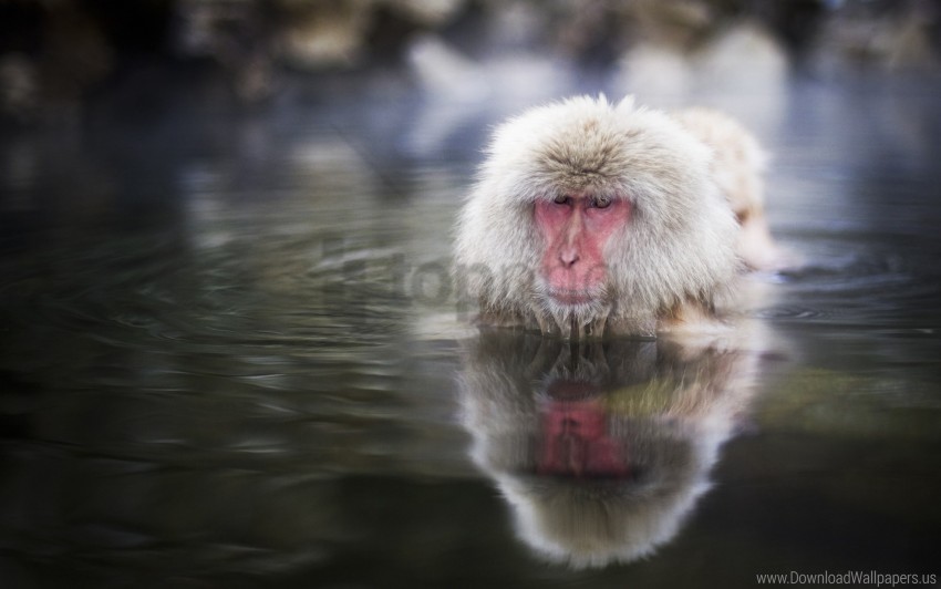 Face Japanese Macaque Swimming Water Wallpaper PNG Transparent Background