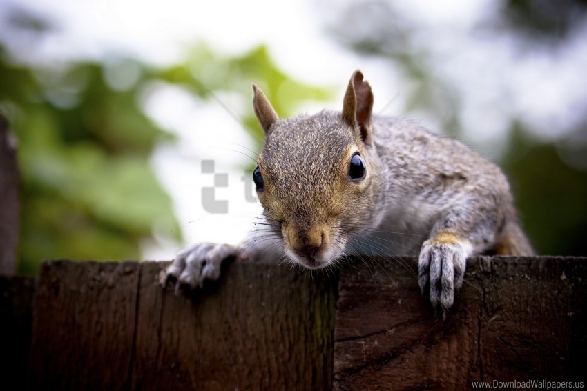 Face Look Out Squirrel Wallpaper PNG Transparent Background