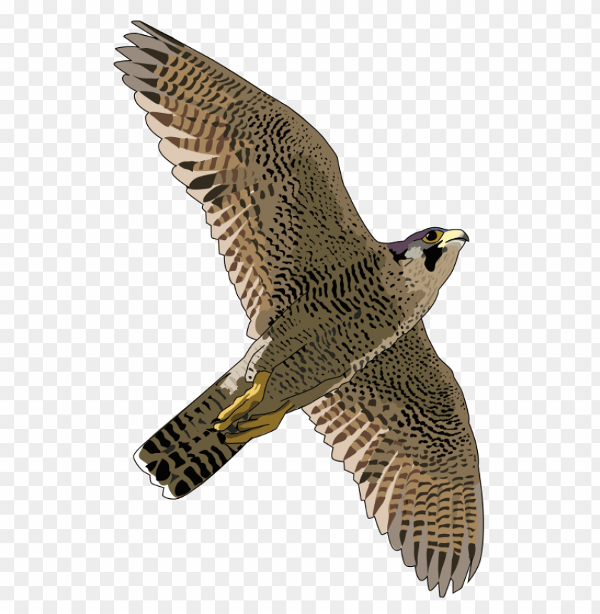 Illustration of a flying falcon with detailed feathers and wings PNG