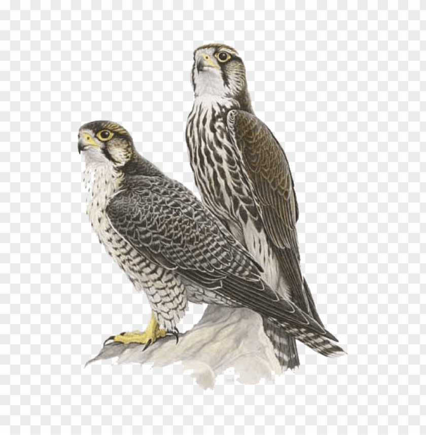 Two falcons perched on a rock, showcasing detailed plumage PNG