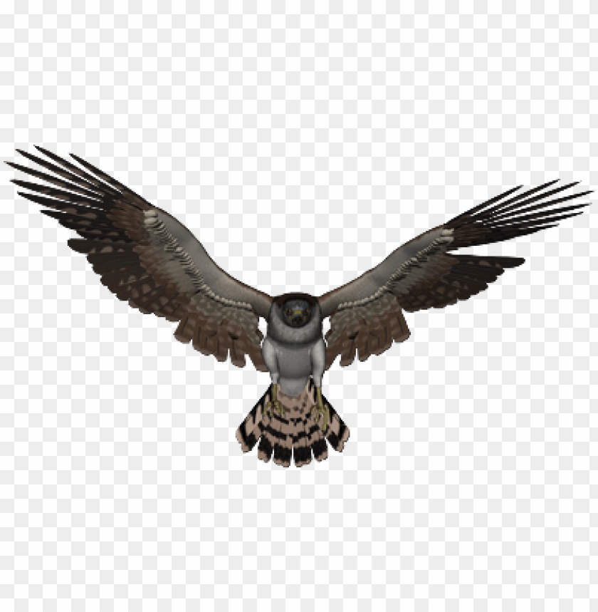 Flying hawk with outstretched wings, showcasing feathers and details PNG