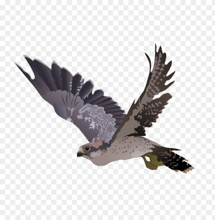 Illustration of a bird in flight with detailed plumage PNG