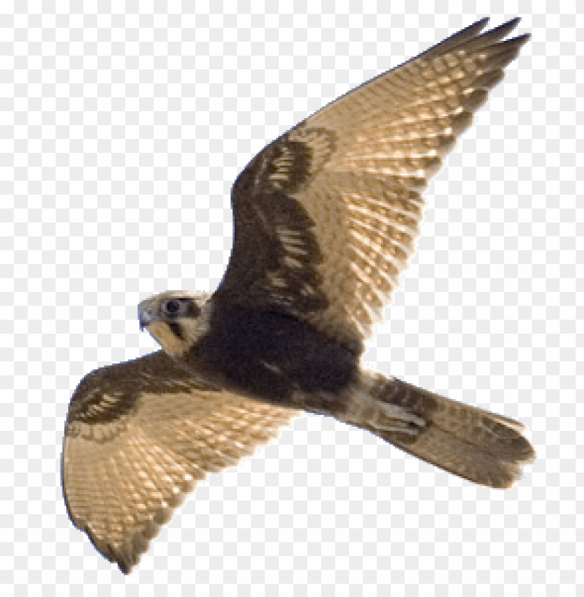 A bird soaring in flight with spread wings and detailed feathers PNG