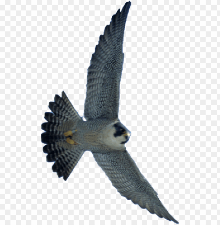 A peregrine falcon in flight, showcasing its powerful wings and sharp features PNG