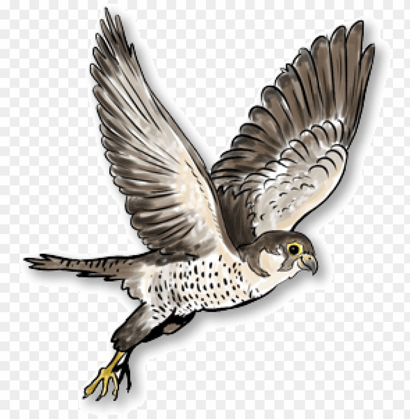 Illustration of a flying bird with outstretched wings PNG