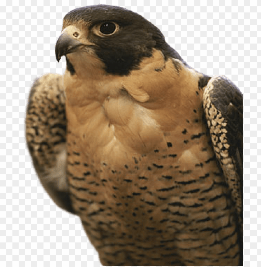 Close-up of a falcon with distinctive feathers and sharp gaze PNG