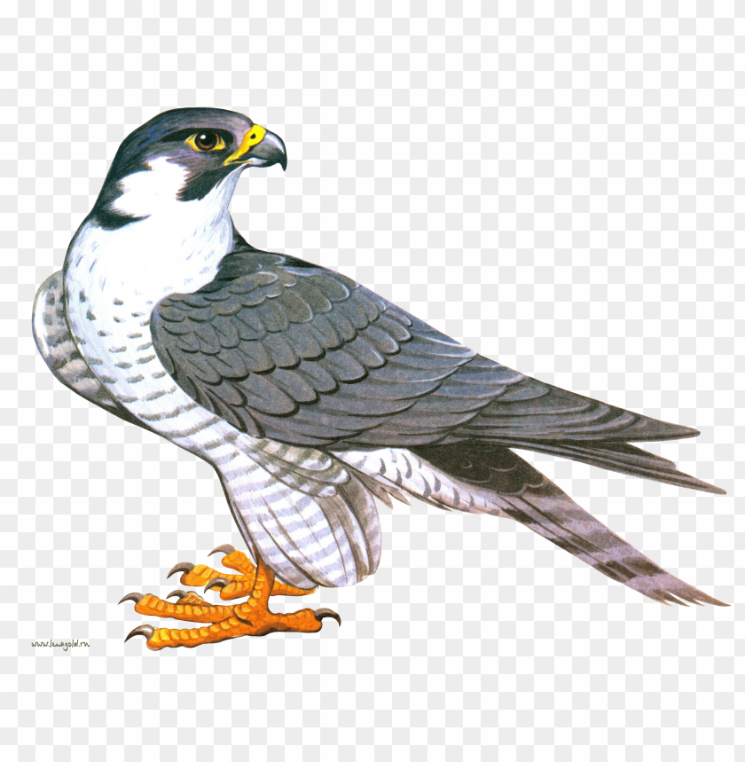 A detailed illustration of a Peregrine Falcon standing elegantly PNG