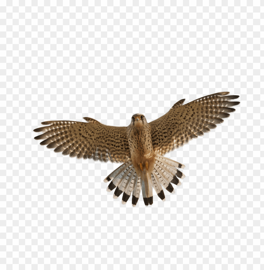 A hawk in mid-flight showcasing its beautiful wingspa PNG