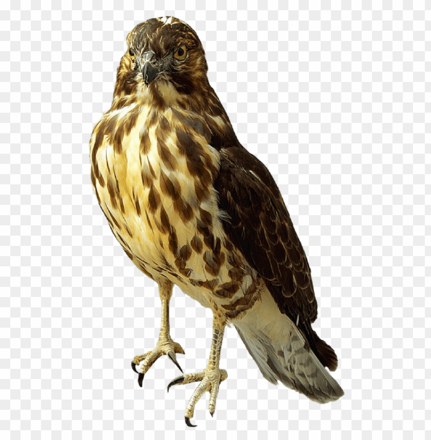 A perched hawk displaying detailed feather patterns PNG