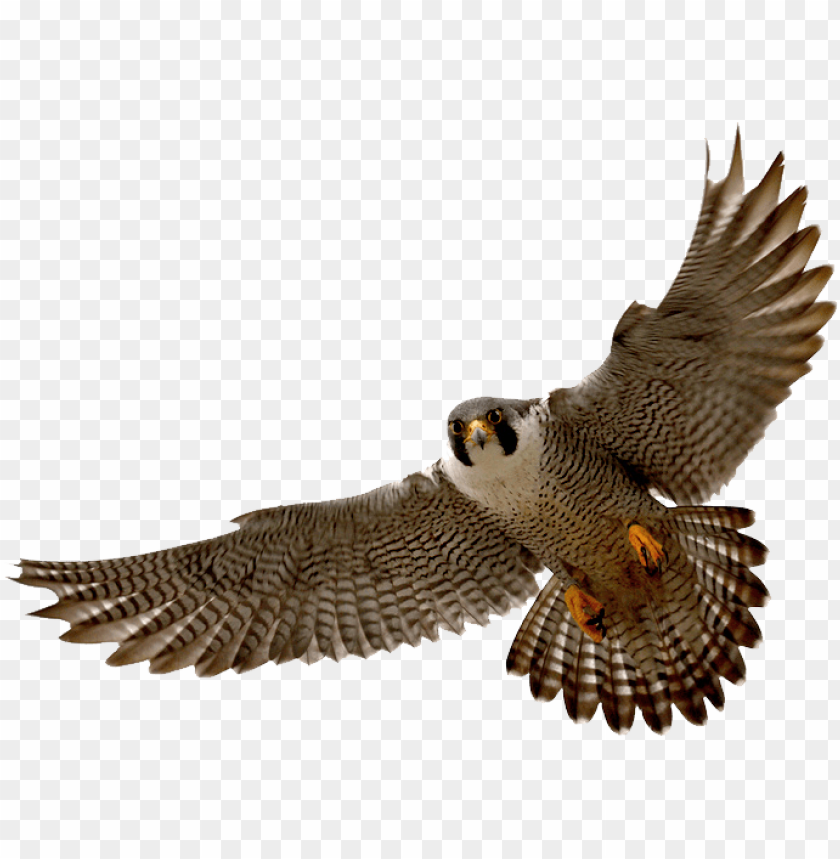 Peregrine falcon in flight with wings spread wide PNG