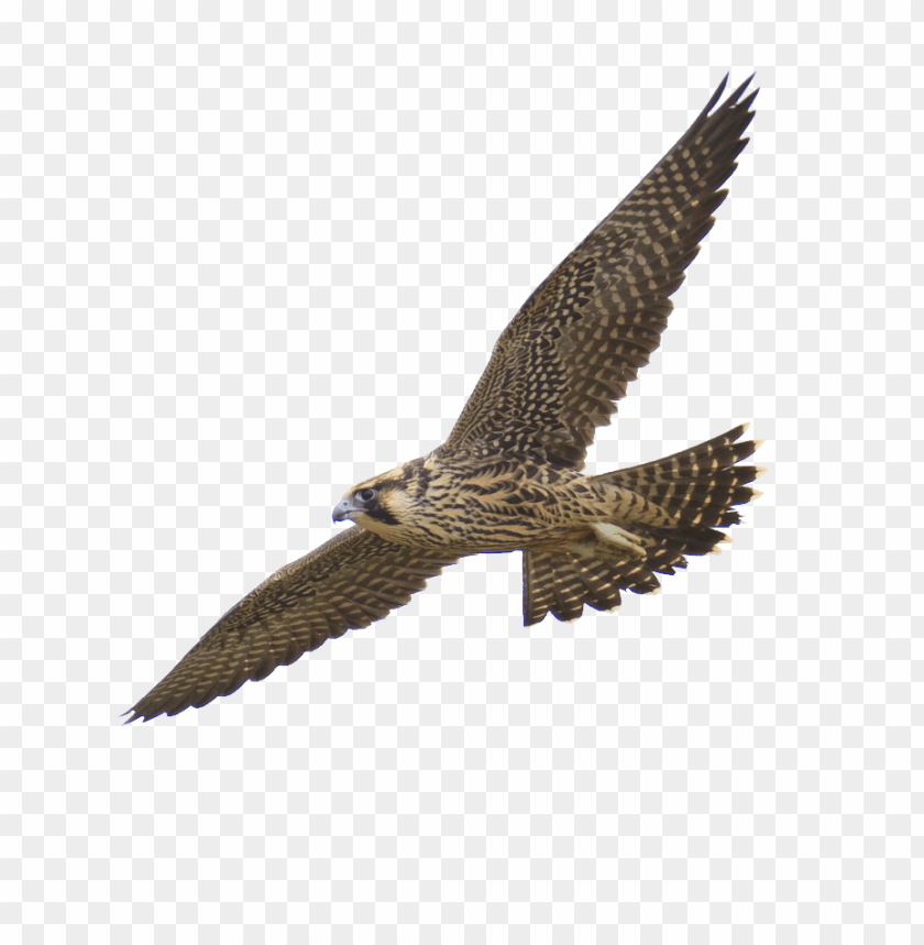 A hawk soaring through the sky with outstretched wings PNG