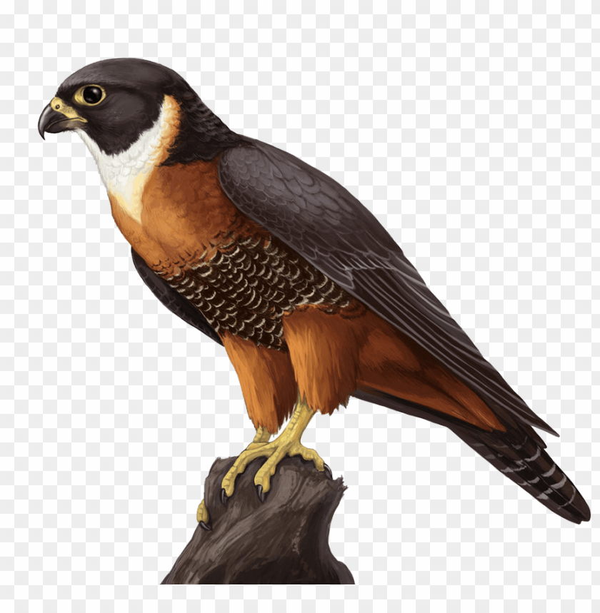 Realistic illustration of a falcon perched on a log with vibrant colors PNG