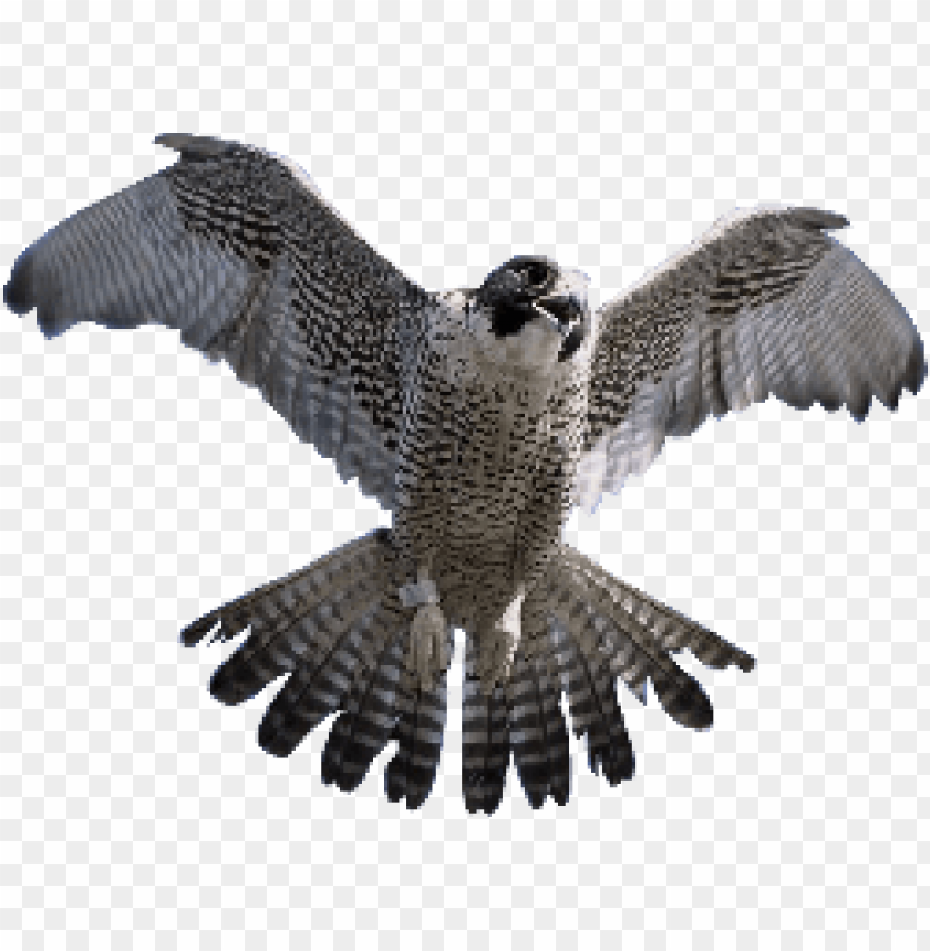 Eagle flying with wings spread wide against a transparent background PNG