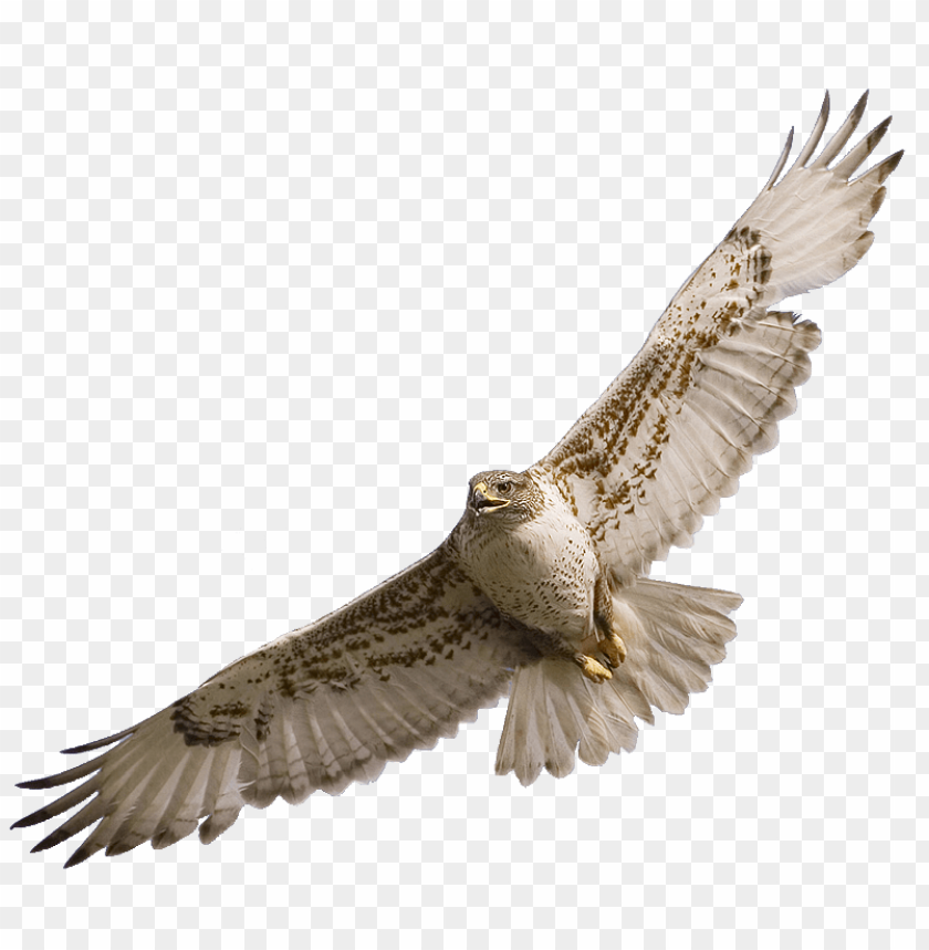 A majestic bird of prey soaring with outstretched wings against a transparent background PNG