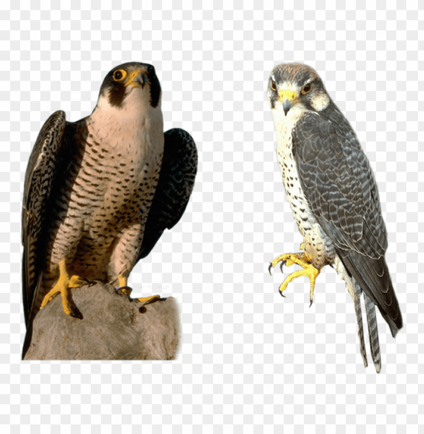 Peregrine falcons perched, showcasing their striking features and colors PNG