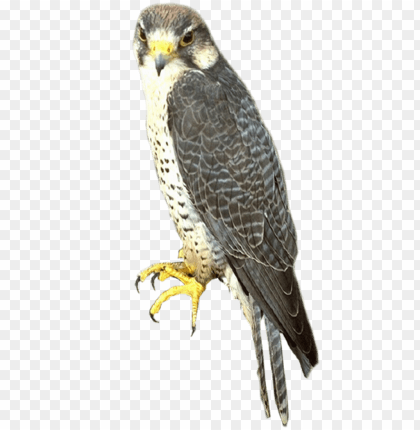 A detailed image of a falcon perched, showcasing its feathers and claws PNG