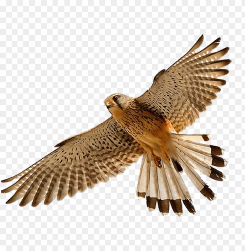 A hawk soaring in flight with extended wings and detailed feathers PNG