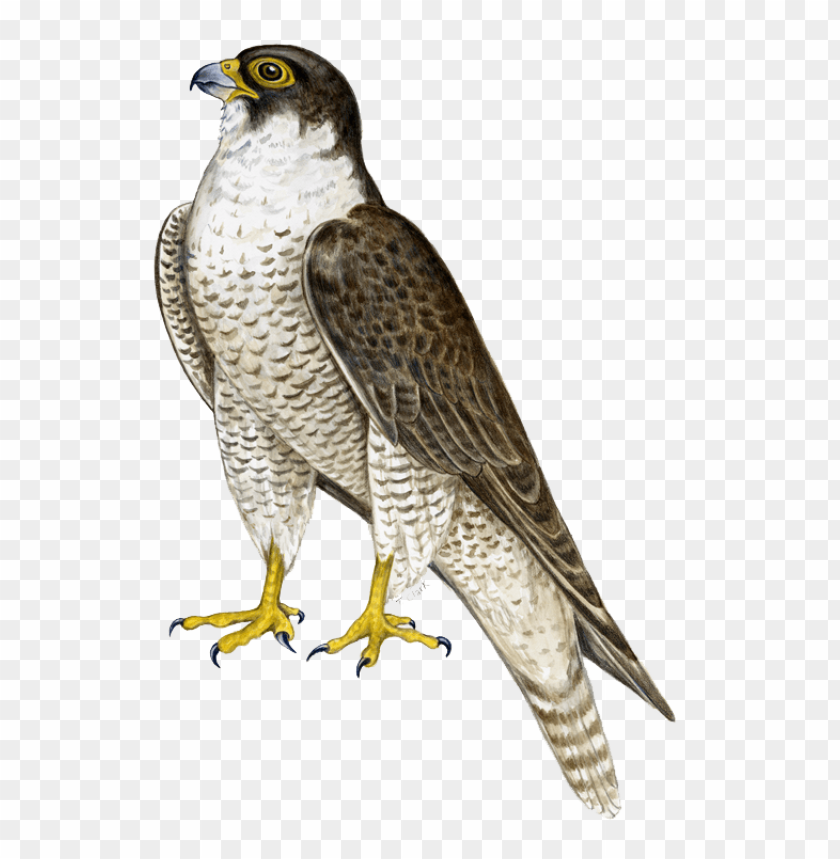 Detailed illustration of a falcon with yellow eyes and a spotted chest PNG