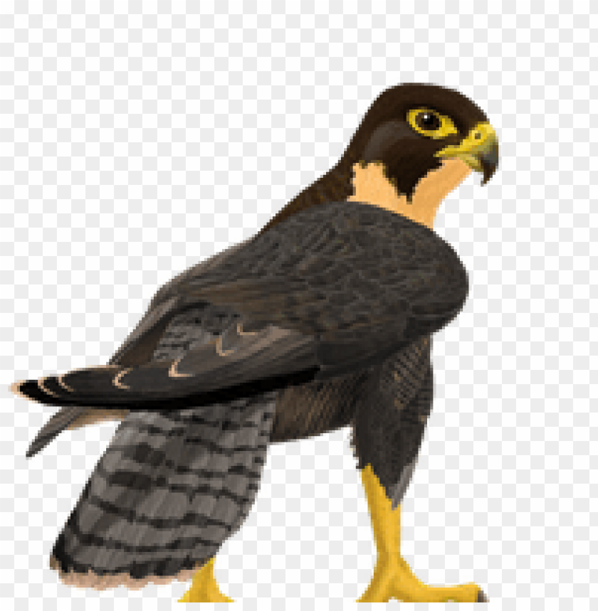 A detailed illustration of a falcon standing in profile view PNG