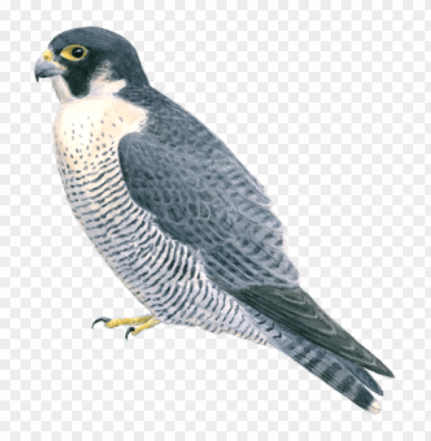 Illustration of a peregrine falcon in profile view PNG