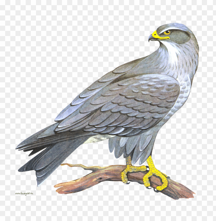 Illustration of a hawk standing on a branch with detailed feathers PNG