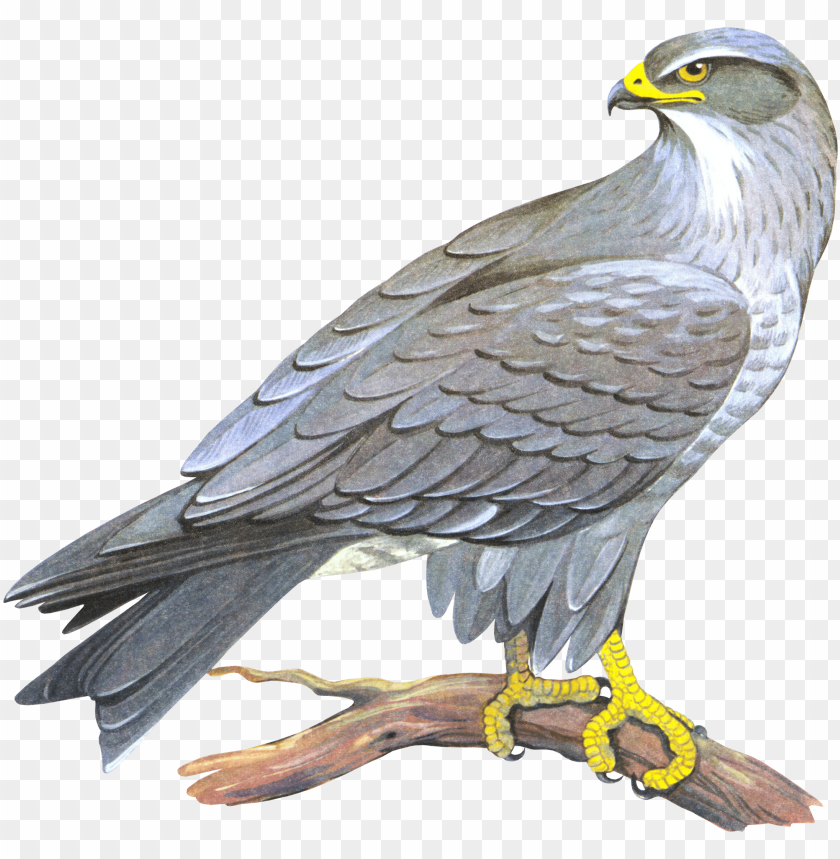 Detailed illustration of a gray hawk perched on a branch PNG